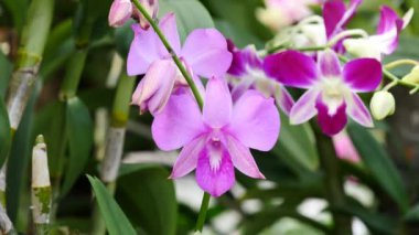 Bahçede çiçek açan güzel orkide çiçekler