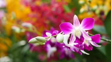 Bahçede çiçek açan güzel orkide çiçekler