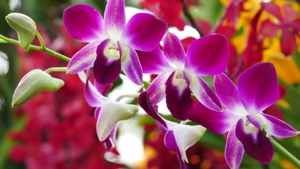 Flores bonitas do Orchid que florescem no jardim — Vídeo de Stock