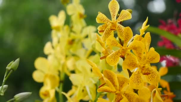 Bei fiori del Orchid che fioriscono nel giardino — Video Stock