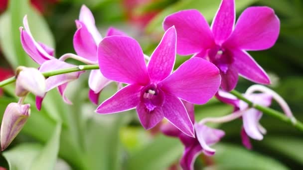 Hermosas flores de orquídea floreciendo en el jardín — Vídeo de stock