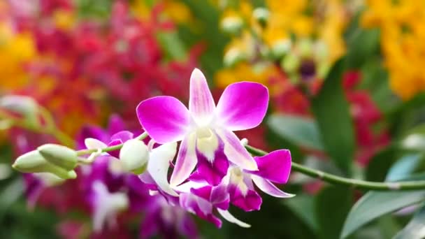 Mooie orchidee bloemen bloeien in de tuin — Stockvideo
