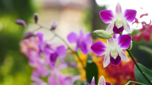 Belles fleurs d'orchidée fleurissant dans le jardin 