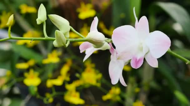 Mooie orchidee bloemen bloeien in de tuin — Stockvideo