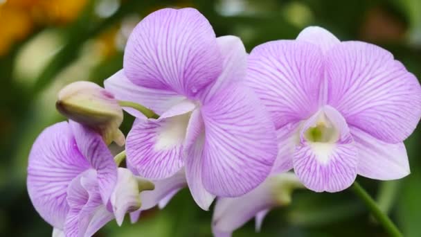 Hermosas flores de orquídea floreciendo en el jardín — Vídeos de Stock