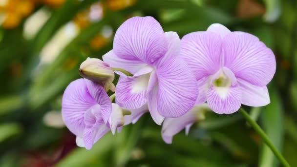 Hermosas flores de orquídea floreciendo en el jardín — Vídeo de stock