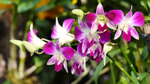 Hermosas flores de orquídea floreciendo en el jardín — Vídeo de stock