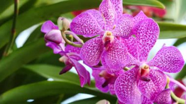 Bahçede çiçek açan güzel orkide çiçekler 