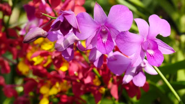 Krásné orchideje květiny kvetoucí v zahradě — Stock video