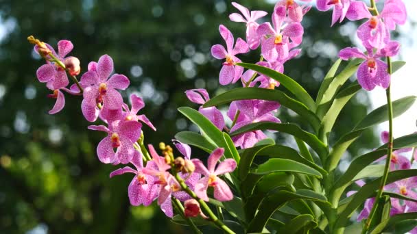 Belles fleurs d'orchidée fleurissant dans le jardin — Video