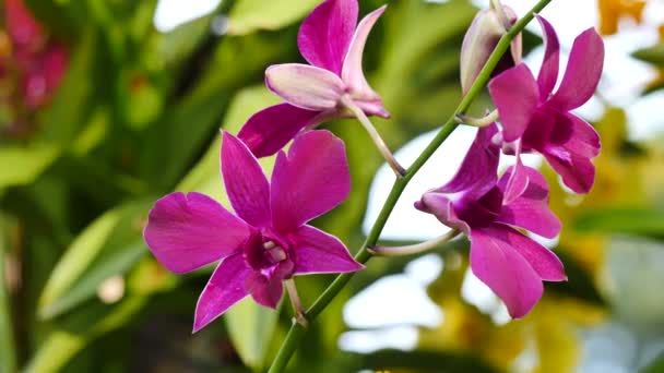 Belles fleurs d'orchidée fleurissant dans le jardin — Video