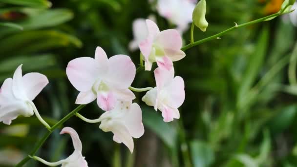 Mooie orchidee bloemen bloeien in de tuin — Stockvideo