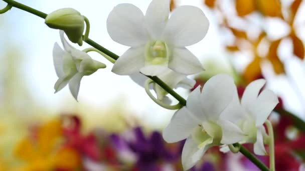 Flores bonitas do Orchid que florescem no jardim — Vídeo de Stock