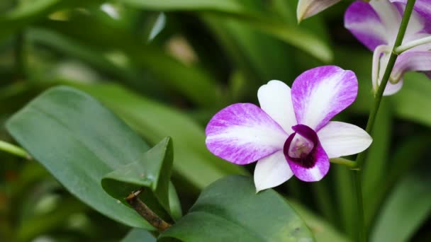 Όμορφες Orchid λουλούδια που ανθίζουν στον κήπο — Αρχείο Βίντεο