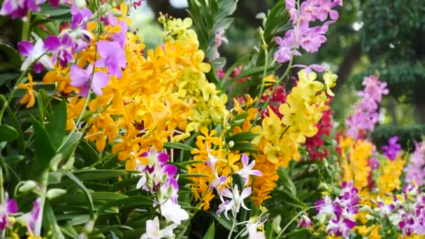 Vackra orkidé blommor blommar i trädgården — Stockvideo