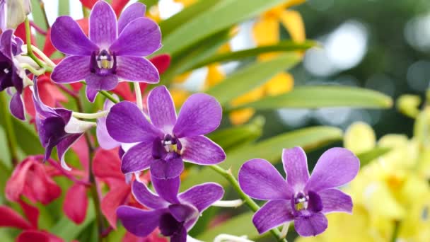 Hermosas flores de orquídea floreciendo en el jardín — Vídeo de stock