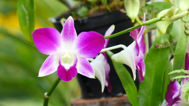 Hermosas flores de orquídea floreciendo en el jardín — Vídeo de stock