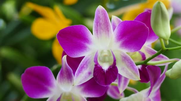 Hermosas flores de orquídea floreciendo en el jardín — Vídeos de Stock