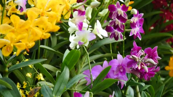 Hermosas flores de orquídea floreciendo en el jardín — Vídeos de Stock