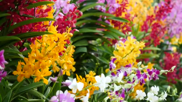 Hermosas flores de orquídea floreciendo en el jardín — Vídeos de Stock