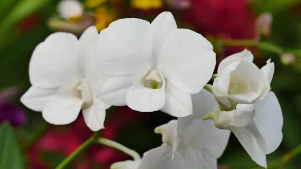 Hermosas flores de orquídea floreciendo en el jardín — Vídeo de stock