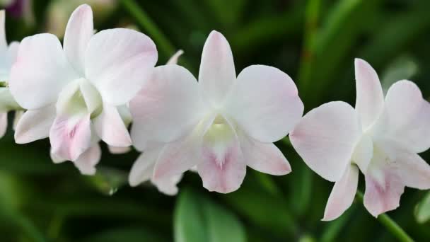 Hermosas flores de orquídea floreciendo en el jardín — Vídeo de stock