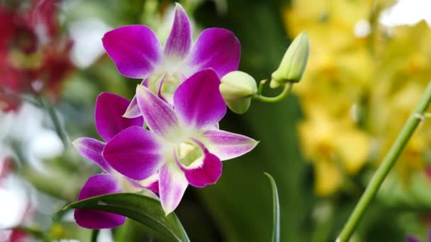 Hermosas flores de orquídea floreciendo en el jardín — Vídeos de Stock