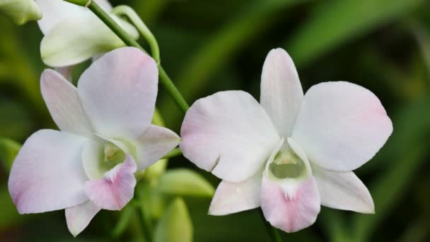 Hermosas flores de orquídea floreciendo en el jardín — Vídeo de stock