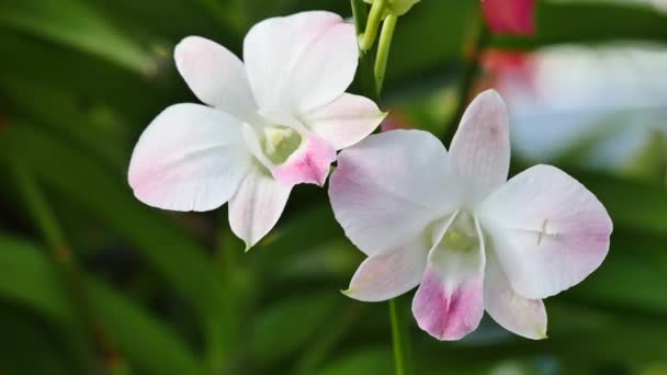 Красиві квіти орхідей, що цвітуть в саду — стокове відео