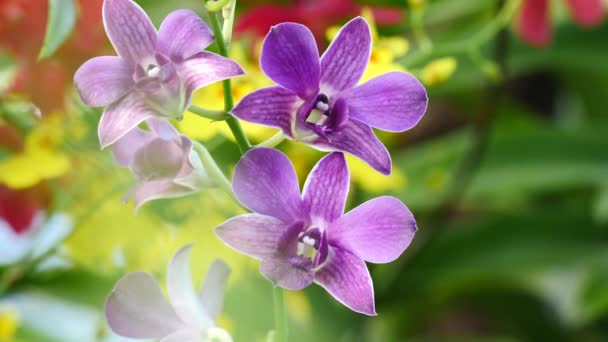 Mooie orchidee bloemen bloeien in de tuin — Stockvideo