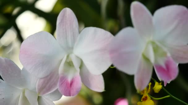 Hermosas flores de orquídea floreciendo en el jardín — Vídeo de stock