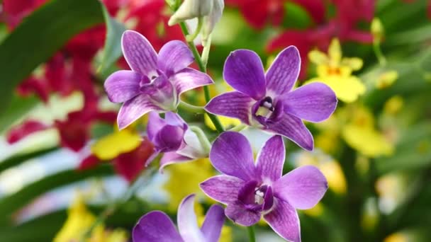 Mooie orchidee bloemen bloeien in de tuin — Stockvideo