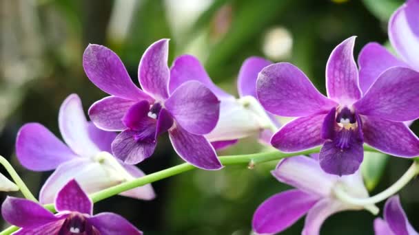 Hermosas flores de orquídea floreciendo en el jardín — Vídeos de Stock