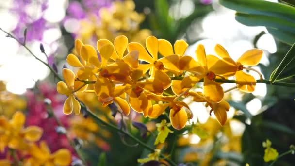 Schöne Orchideenblumen blühen im Garten — Stockvideo