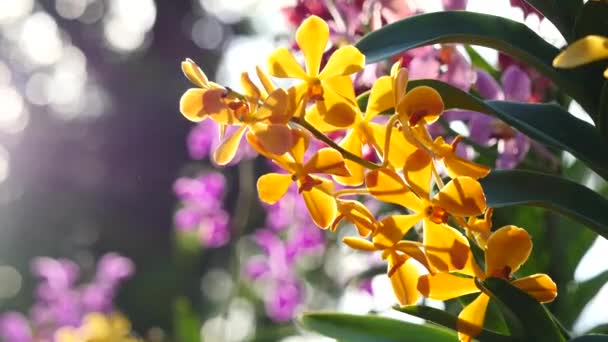 Hermosas flores de orquídea floreciendo en el jardín — Vídeos de Stock