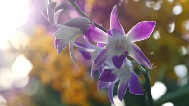 Bahçede çiçek açan güzel orkide çiçekler — Stok video