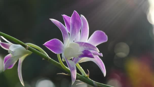 Gyönyörű orchidea virágok virágzó a kertben — Stock videók
