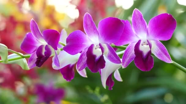 Belles fleurs d'orchidée fleurissant dans le jardin — Video