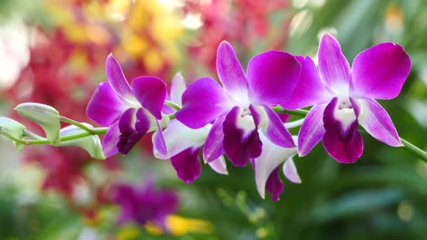 Hermosas flores de orquídea floreciendo en el jardín — Vídeos de Stock