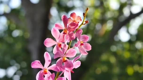 Gyönyörű orchidea virágok virágzó a kertben — Stock videók