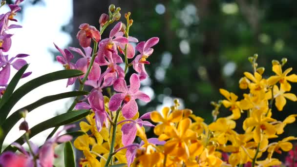Krásné orchideje květiny kvetoucí v zahradě — Stock video