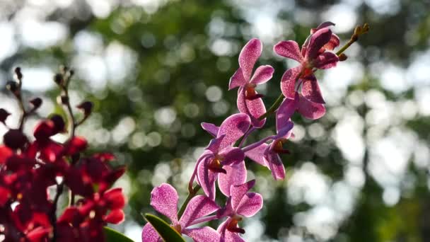 Hermosas flores de orquídea floreciendo en el jardín — Vídeo de stock