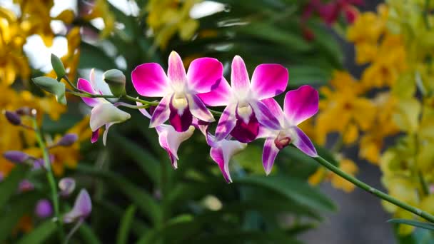 Belles fleurs d'orchidée fleurissant dans le jardin — Video