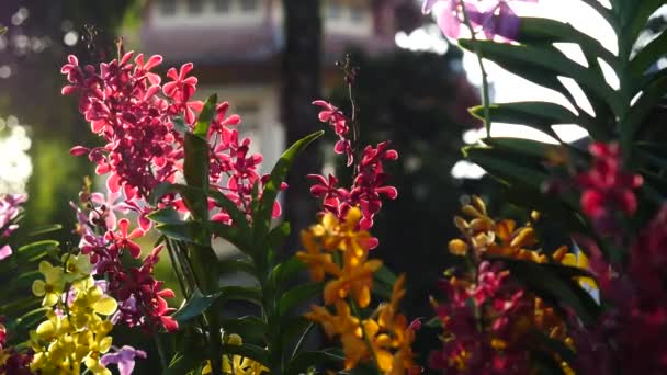 庭に咲く美しい蘭の花 — ストック動画