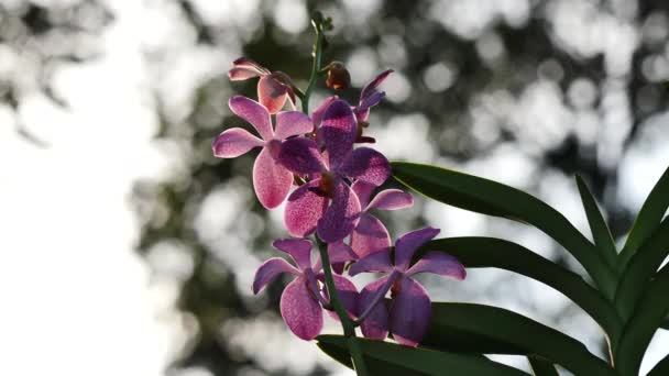 Hermosas flores de orquídea floreciendo en el jardín — Vídeos de Stock