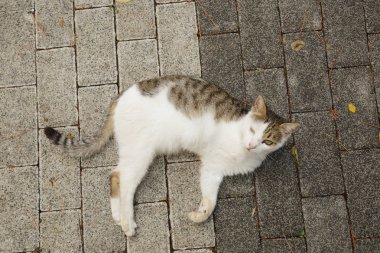 Geçersiz kedi uzvunu pençe ile