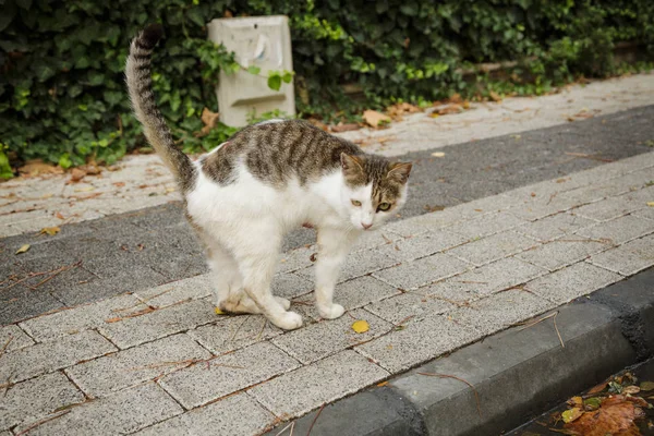 Geçersiz kedi uzvunu pençe ile