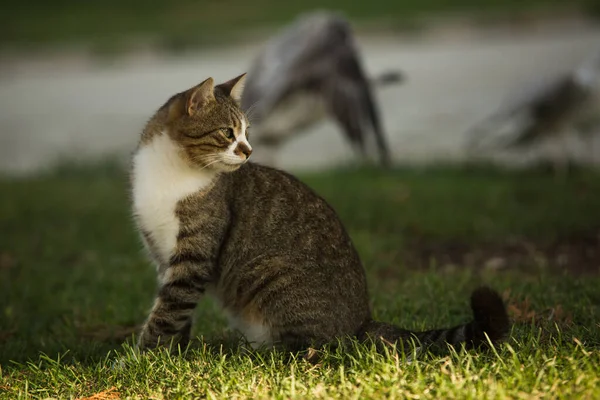 ホームレスの猫が草の上に座って食べ物を求めて. — ストック写真