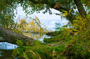 Sonbahar ağaç banka