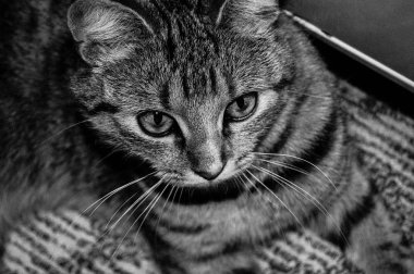  yerdeki bir şirin çizgili kedi